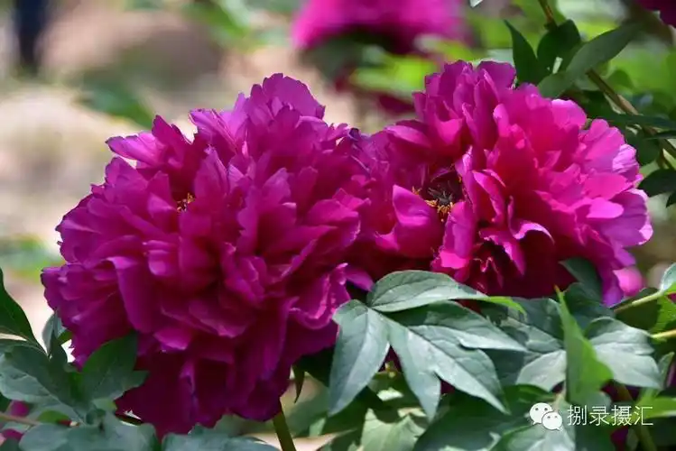 [捌录摄汇 摄影师]高贵兰摄影作品《花魁牡丹》