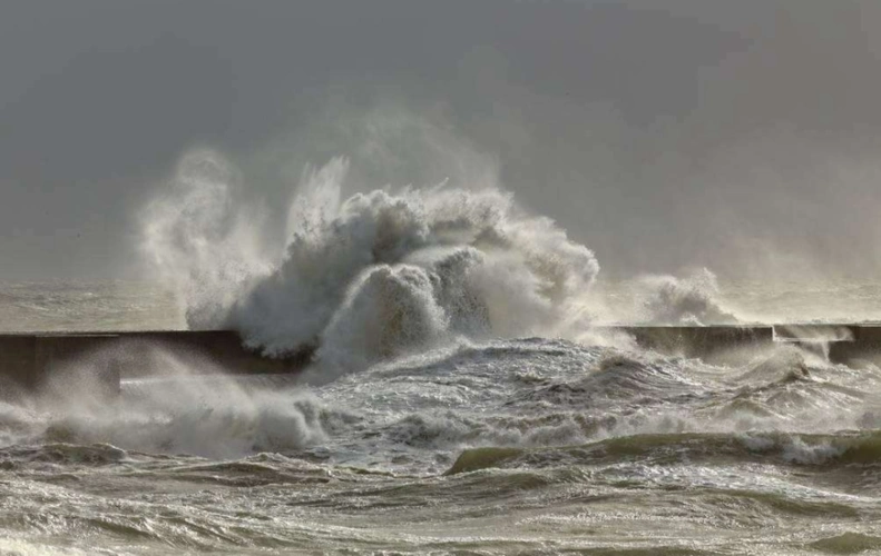 日本大海啸成就史上最大规模生物迁移,从日本一路跑到美国西海岸