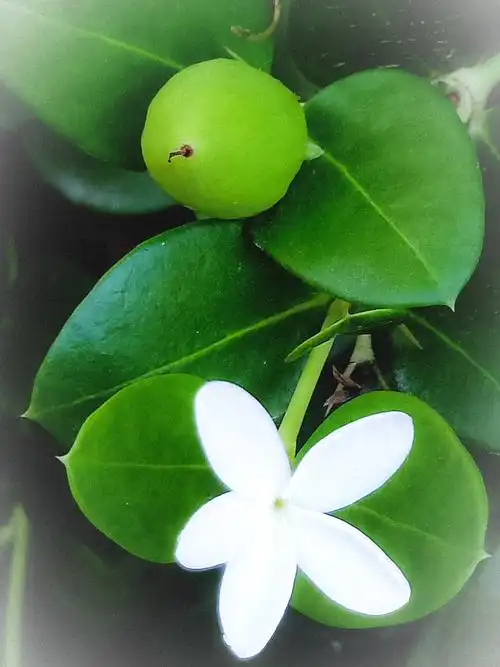 清香藤花,花白丽质