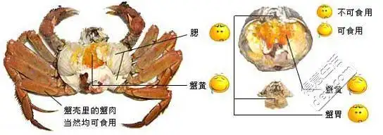 "秋风起,蟹脚痒;菊花开,闻蟹来"       图解:一张图告诉你,螃蟹的身体