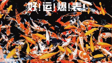 好运锦鲤动态图片20张:转发最强锦鲤,事业爱情都开挂