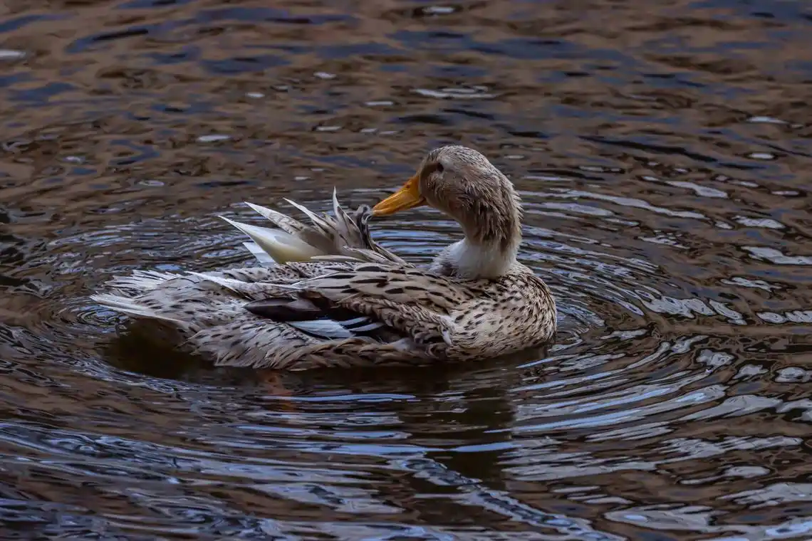 绿头鸭梳理羽毛