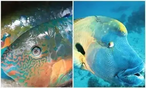 苏眉鱼与青衣鱼