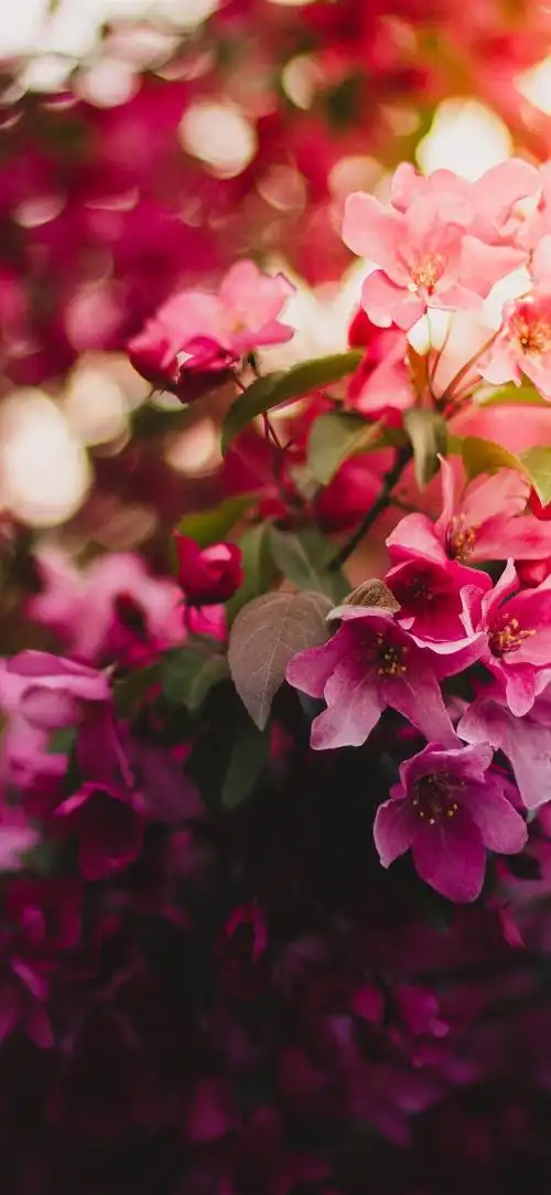 花朵绽放,眩光,春天 1242x2688 iphone 11 pro/xs max 壁纸,图片,背景