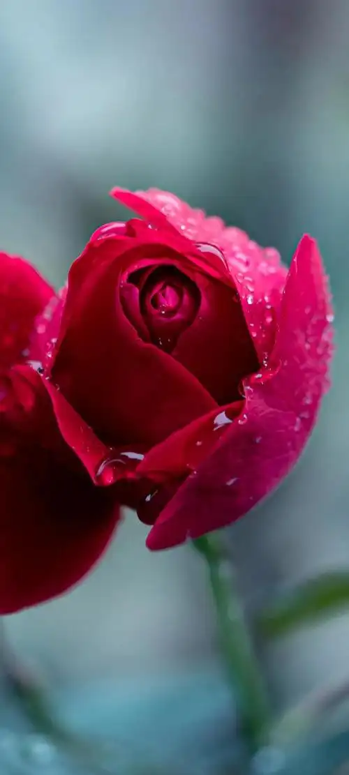 鲜花壁纸,从含苞待放到绚烂盛开,再到萎靡凋零,一种生命的轮回