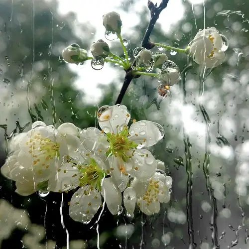 雨中樱花作者云雀