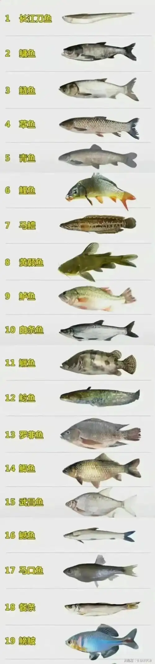 深海鱼和淡水鱼的区别是什么?