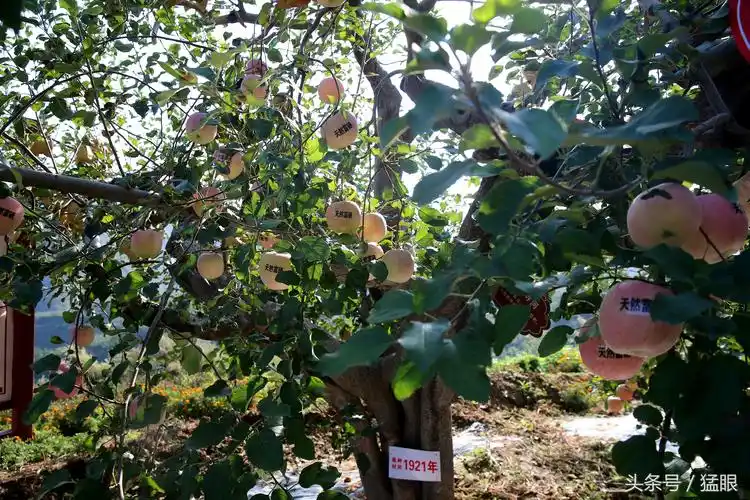 9月23日,摄影师参加了位于河南灵宝市寺河山果农庆祝首届中国农民丰收