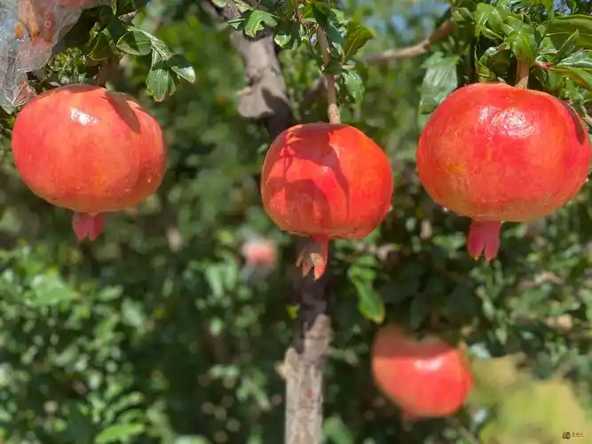 礼泉县种下石榴树结出致富果