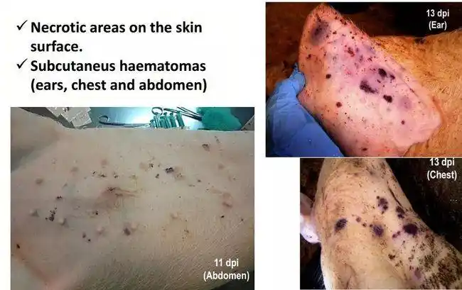 非洲猪瘟临床特征的高清图谱!