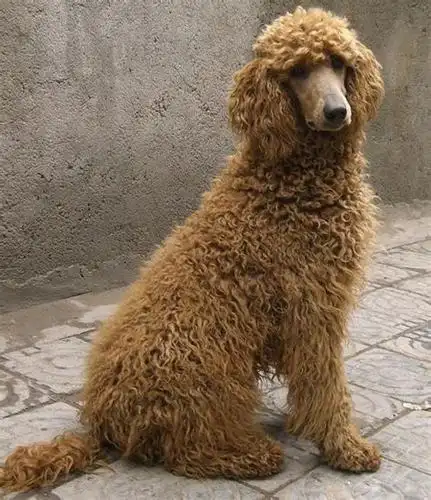 巨型泰迪为什么那么大