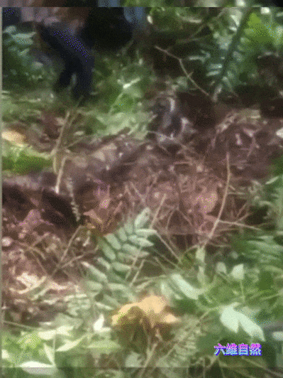 印尼再出现蟒蛇食人悲剧,一位妇女遭5米巨蟒吞噬,多长的蟒蛇具备吞人