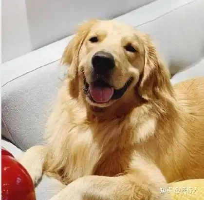 大数据请推给第一次养金毛的人,必看! - 知乎