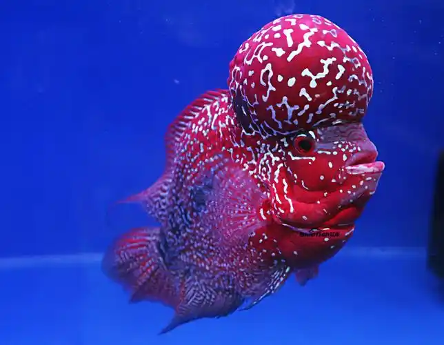 这篇文章简单地介绍了罗汉鱼的养护方法,以及容易出现