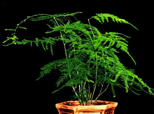 简单掌握此5点, 让你的文竹常年绿油油