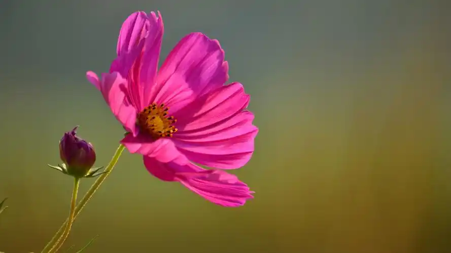 精选格桑花图片高清电脑桌面壁纸