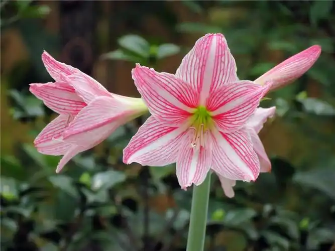 百花园1129白肋朱顶红