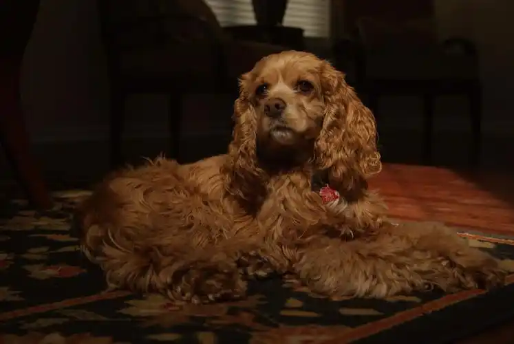 可卡有什么颜色(可卡的颜色是什么颜色)