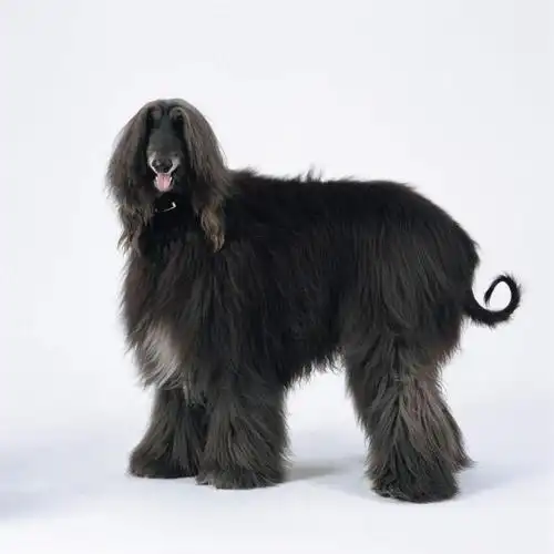 站着,转头,可爱,摄影,影棚,观看,察看,关注,忠诚,阿富汗狗,阿富汗猎犬