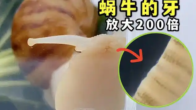 蜗牛是世界上牙齿最多的生物显微镜放大200倍很密集