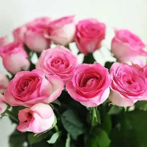 糖果雪山稀有玫瑰10支份买2份减20元仙女的棒棒糖不小心掉落在了人间