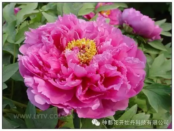 【转载】洛阳牡丹品种介绍, 太美了!