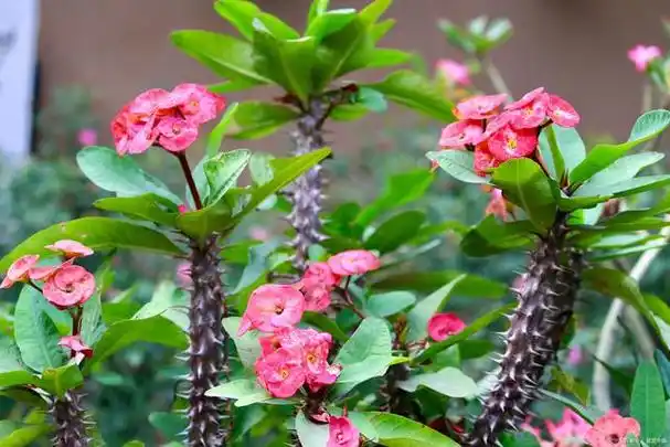 别再羡慕别人的刺梅花了!快来学习这些养殖方法吧!