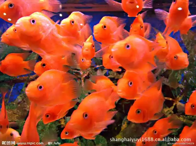 热带观赏鱼的养殖方法【相关词_ 热带观赏鱼饲养方法】