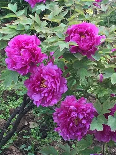 古林公园花盛开,万紫千红春满园,孤赏牡丹花中王,国色天香飘四方.