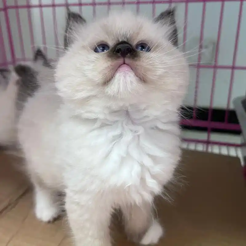 重点色布偶 500 随便挑.猫咪布偶猫 海双布偶 蓝双布偶  - 抖音