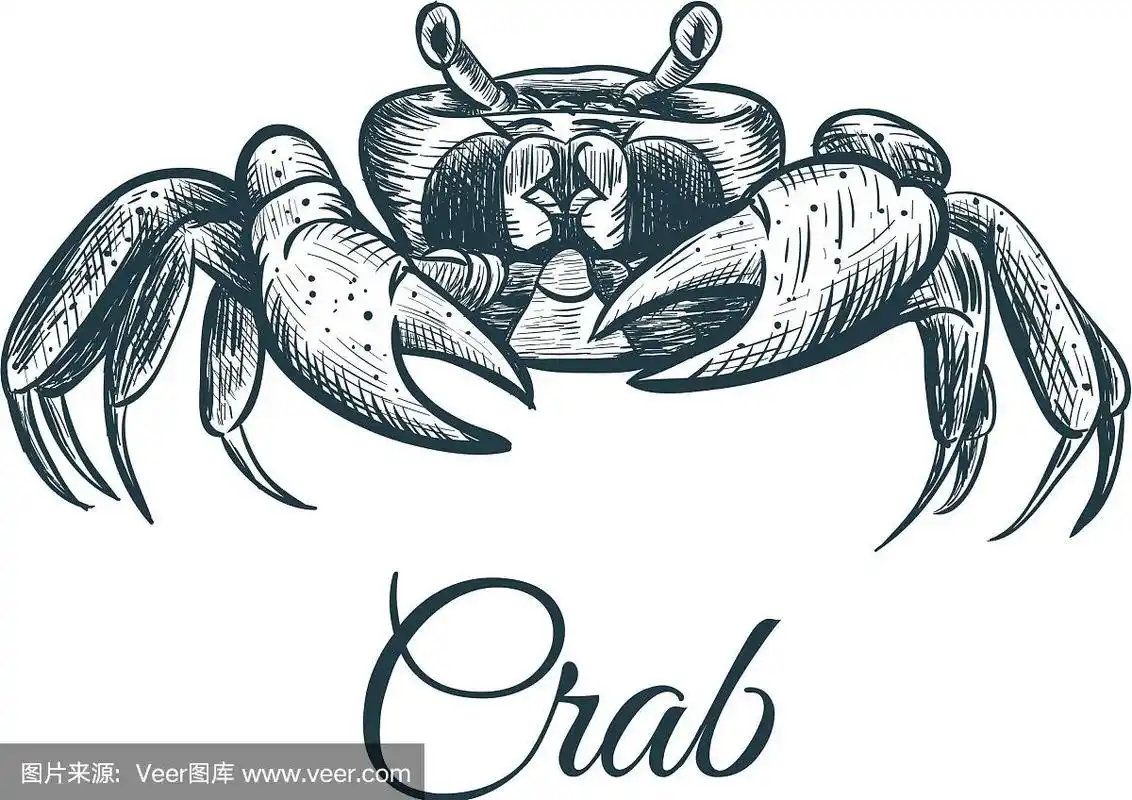 螃蟹素描手绘