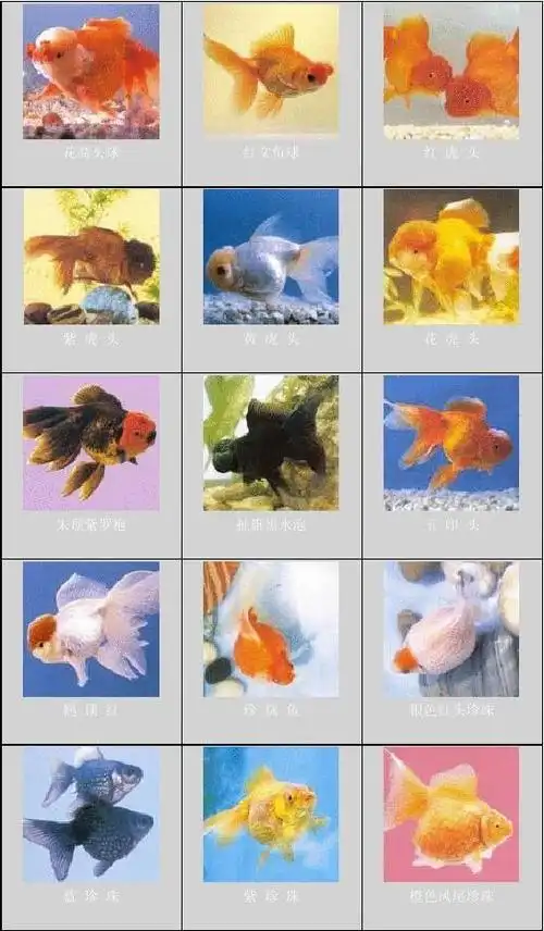 中国金鱼图文介绍