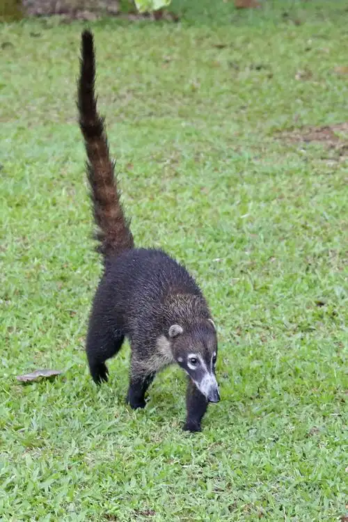 漂洋过海,相遇有缘(十一)——白鼻浣熊