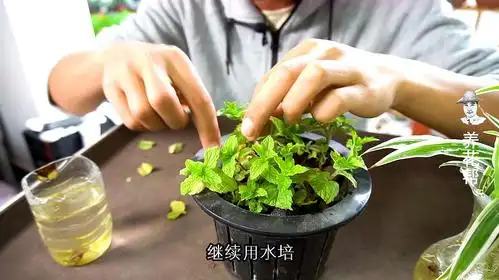薄荷这样水培,10天就能长满一盆!