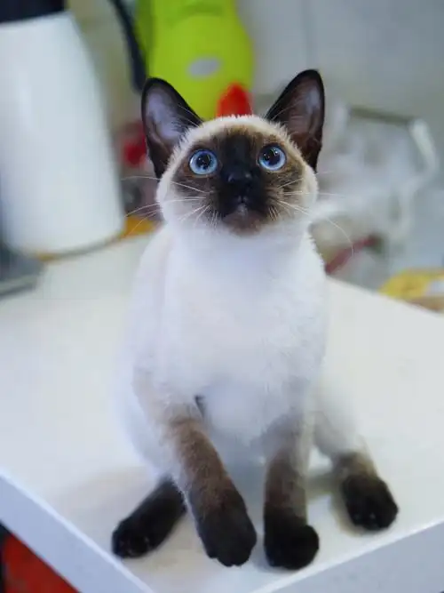 经典挖煤工小黑脸泰国暹罗猫