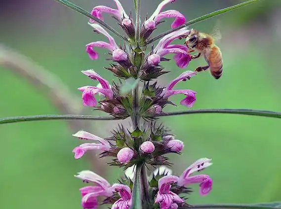 益母草花的价值与应用大自然神奇的存在