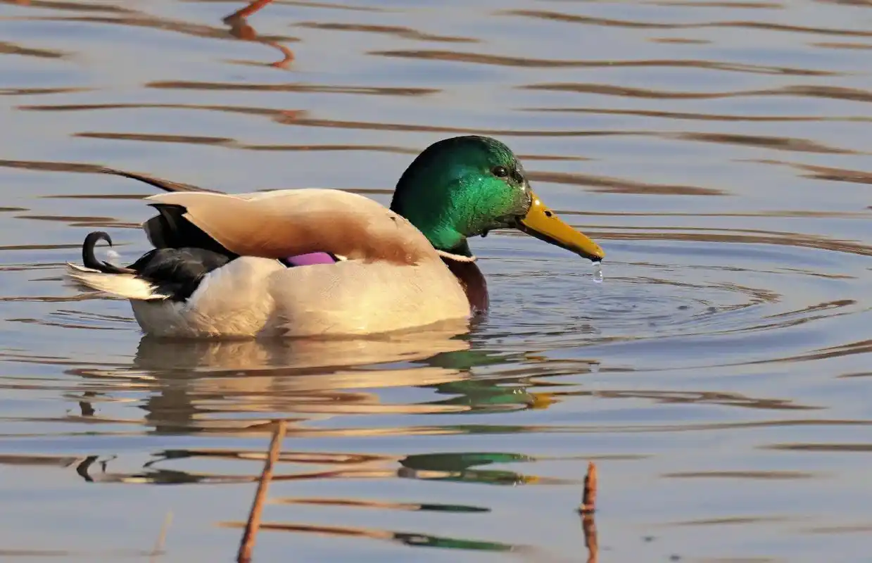 野生鸟类摄影 #原创作品  - 抖音