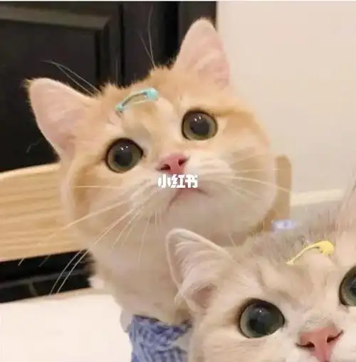 小猫情侣头像