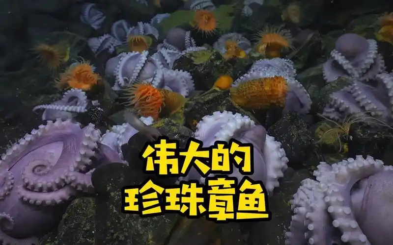 为了孩子,两年不吃东西的珍珠章鱼