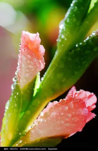 两朵娇艳的剑兰花