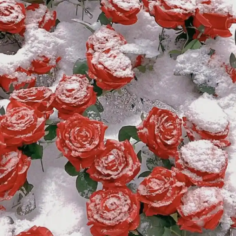 浪漫ins玫瑰背景图 "玫瑰留在了盛夏 谷底也会开花"      来自:@91