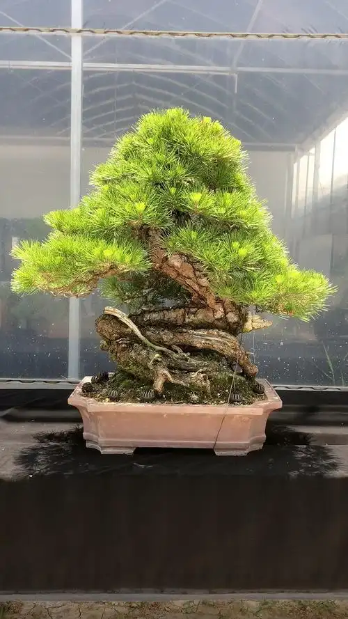 进口三河黑松盆景