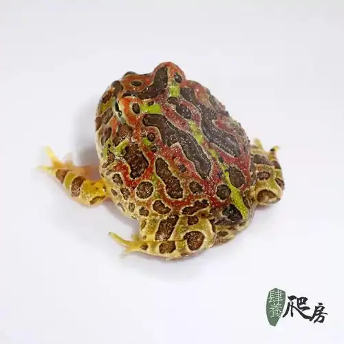 红钟角蛙    团购价 :338~388 元 / 只