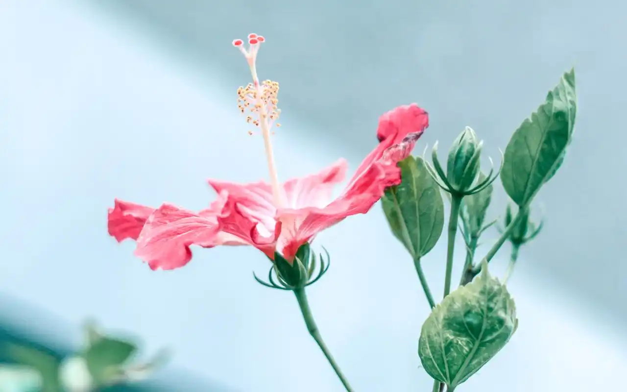 小清新植物超清电脑桌面壁纸图片