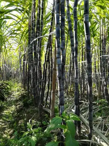 黑皮甘蔗 3 - 4cm 2.5 - 3m