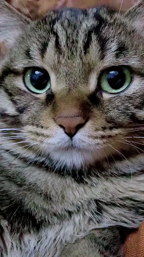 帅气可爱的大狸花猫