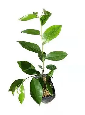 名贵奇楠沉香苗油叶子凹身沉香树苗正宗常绿棋楠西瓜叶沉香嫁接苗