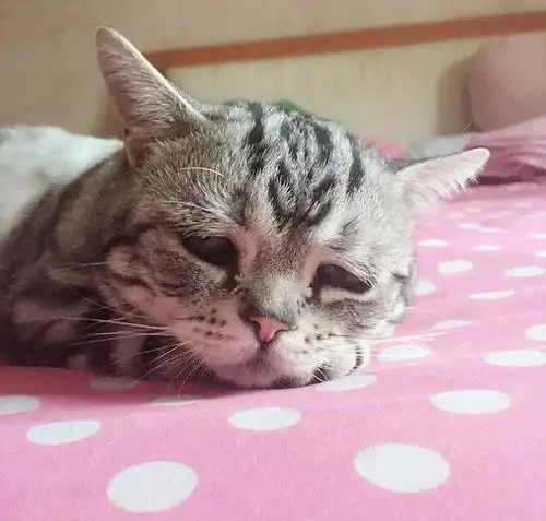 "委屈猫"成网络萌宠新贵 可怜眼神萌化网民 (12/18)