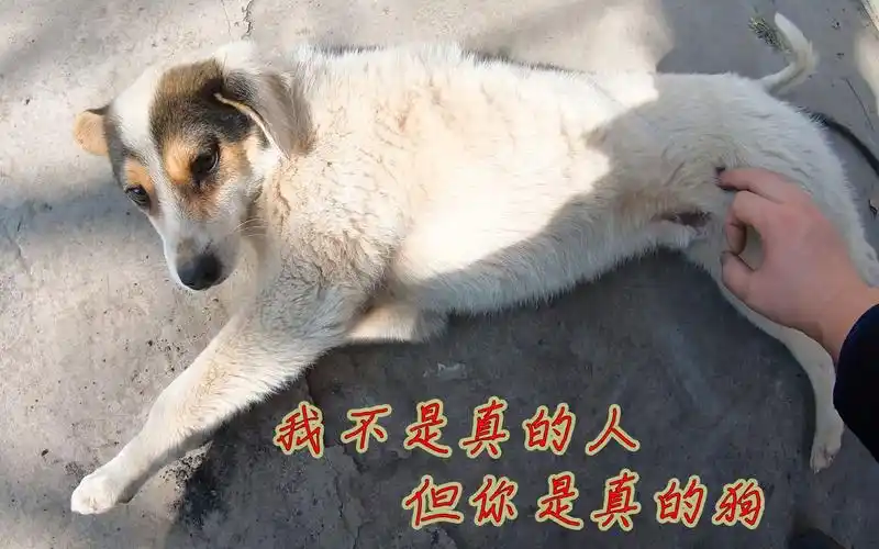 春节玩狗 狗子说我不是真的人 但你是真的狗 宠物 土狗