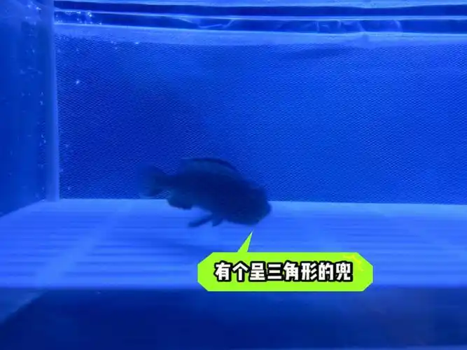 三湖慈鲷繁殖它把崽吞了